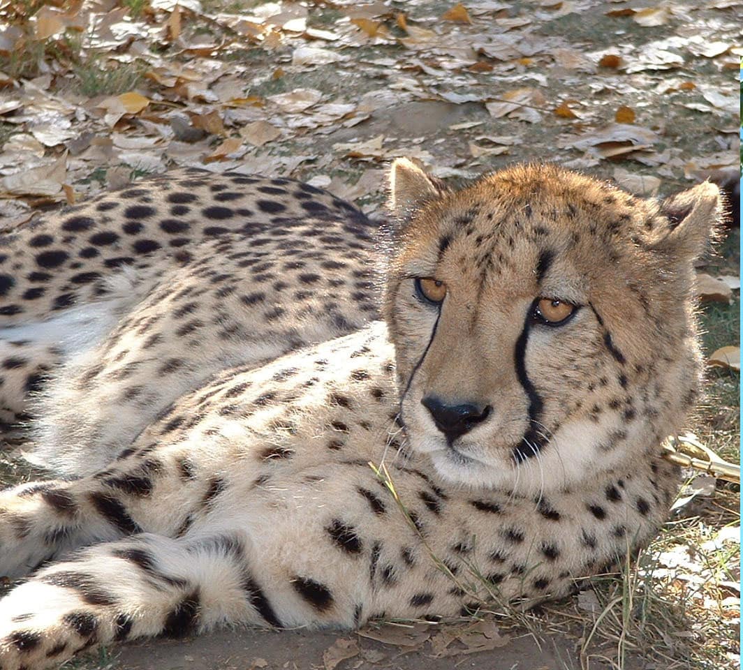 WADU: Cheetahs Fact vs. Fiction