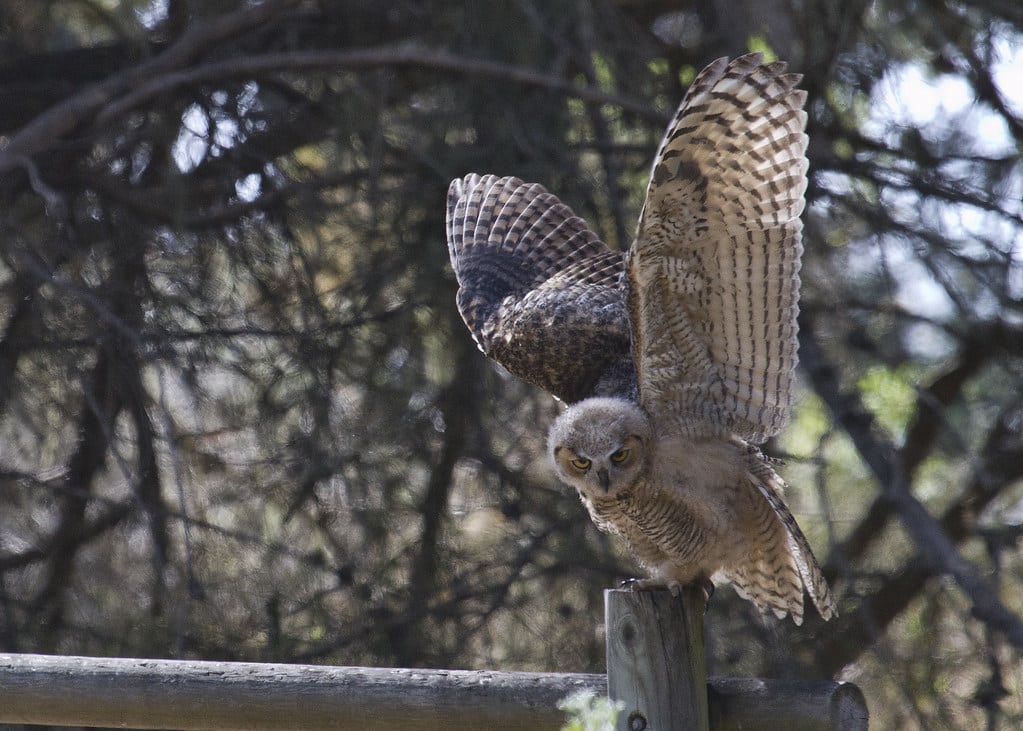 Capturing Superb Pet Action Video: Tricks for Keeping Focus