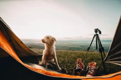 How to Capture Your Pet’s Adventures with Stunning Clarity on Video