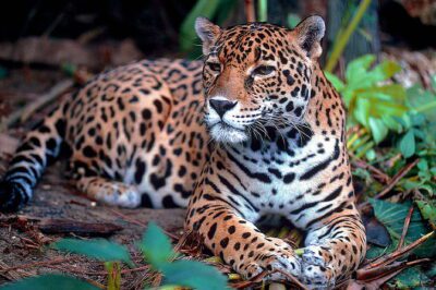 8K Sony Alpha A1 Wildlife Video & Photo Guide: Jaguar Habitat
