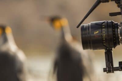 Selecting & Mastering a Video Camera for Wildlife Filmmaking