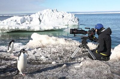 Best Wildlife Filming Cameras: Professional Gear Choices & Tips