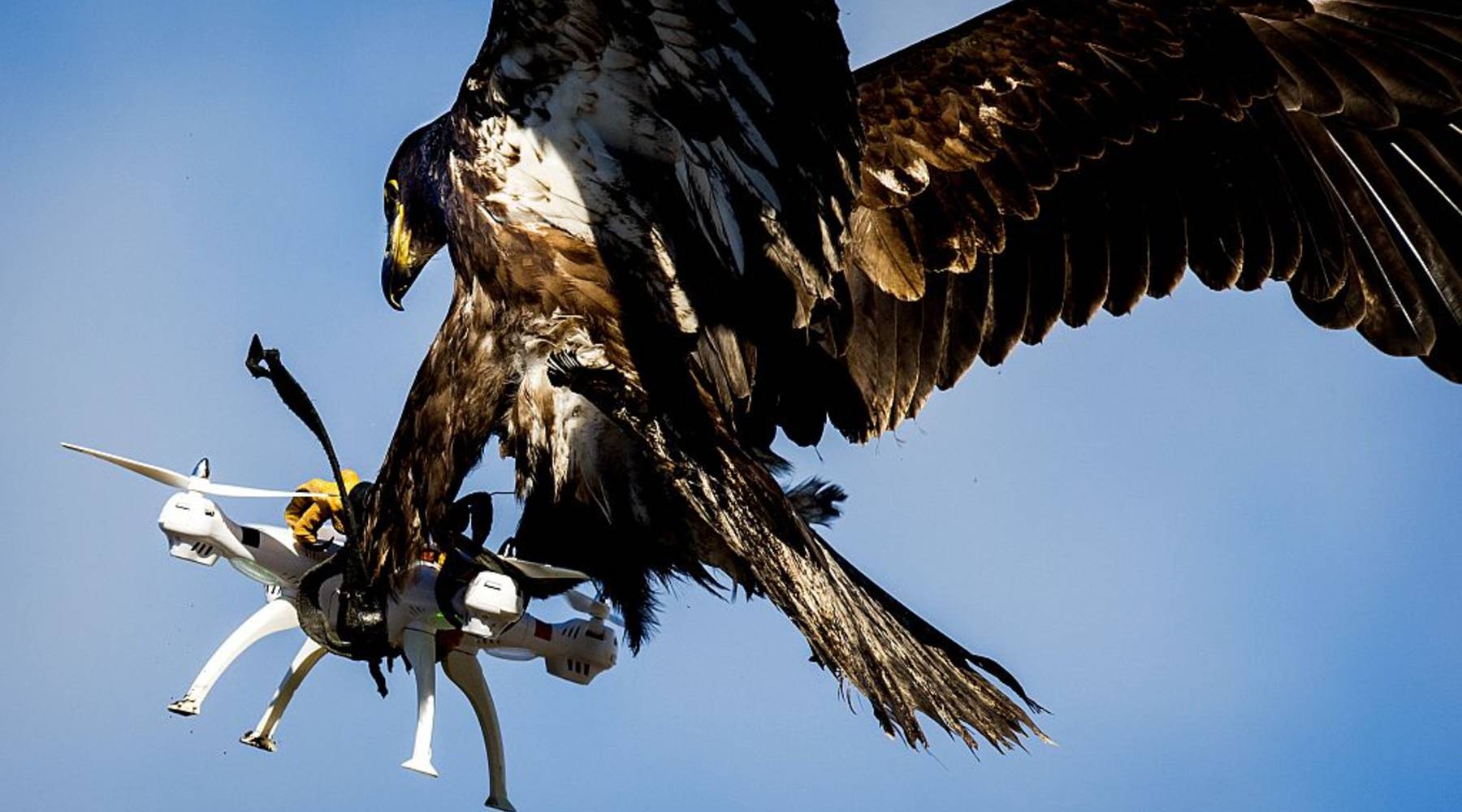 Raptor bird attacking drone