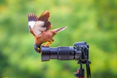 Best Bird Videography & Photography Cameras 2024: Top Picks