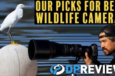 Best Wildlife Photography Cameras: Top Models & Lens Tips